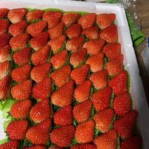 奶油草莓产地直发品质保证货源稳定可视频