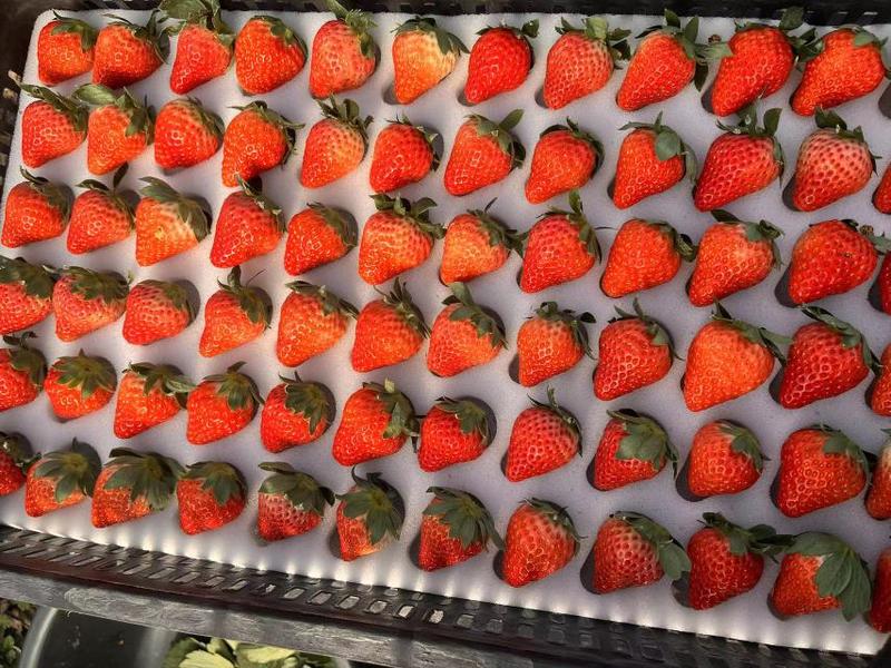 奶油草莓产地直发品质保证货源稳定可视频看货