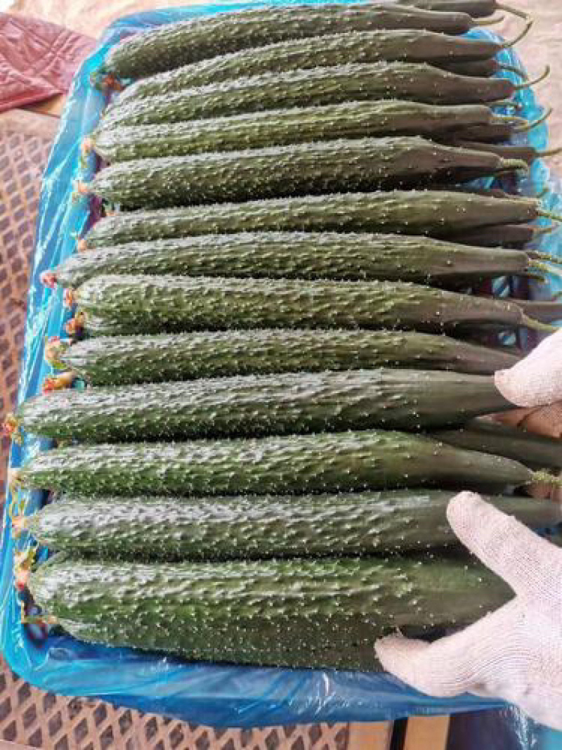 广东密刺黄瓜（青瓜)精品，电商平台，食堂新鲜一手货源直发