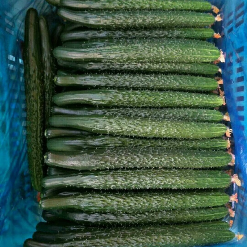 广东密刺黄瓜（青瓜)精品，电商平台，食堂新鲜一手货源直发