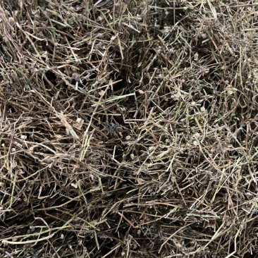 白花蛇舌草白花蛇舌草一公斤起发
