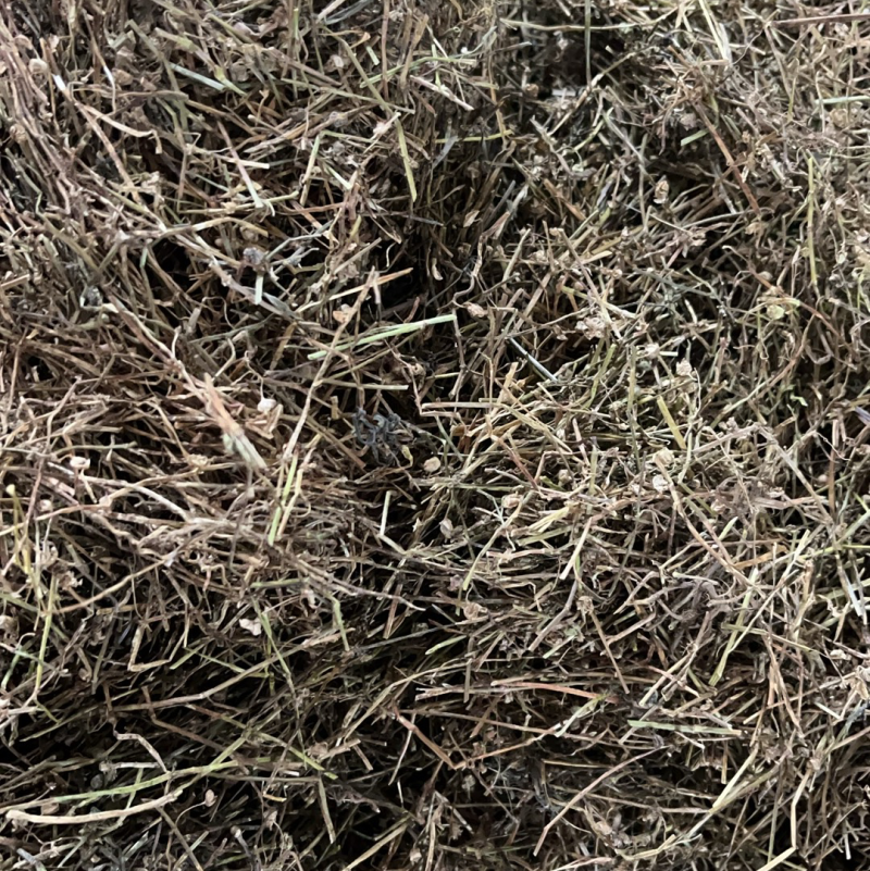 白花蛇舌草白花蛇舌草一公斤起发