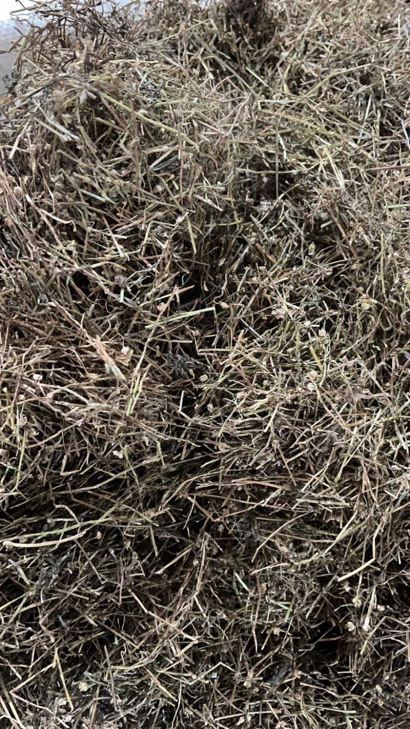 白花蛇舌草白花蛇舌草一公斤起发