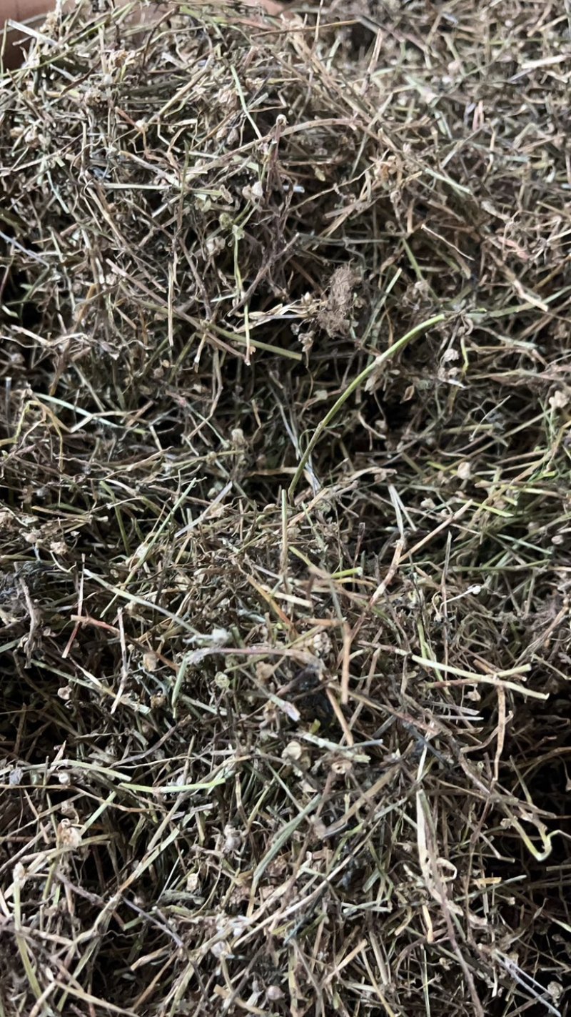 白花蛇舌草白花蛇舌草一公斤起发