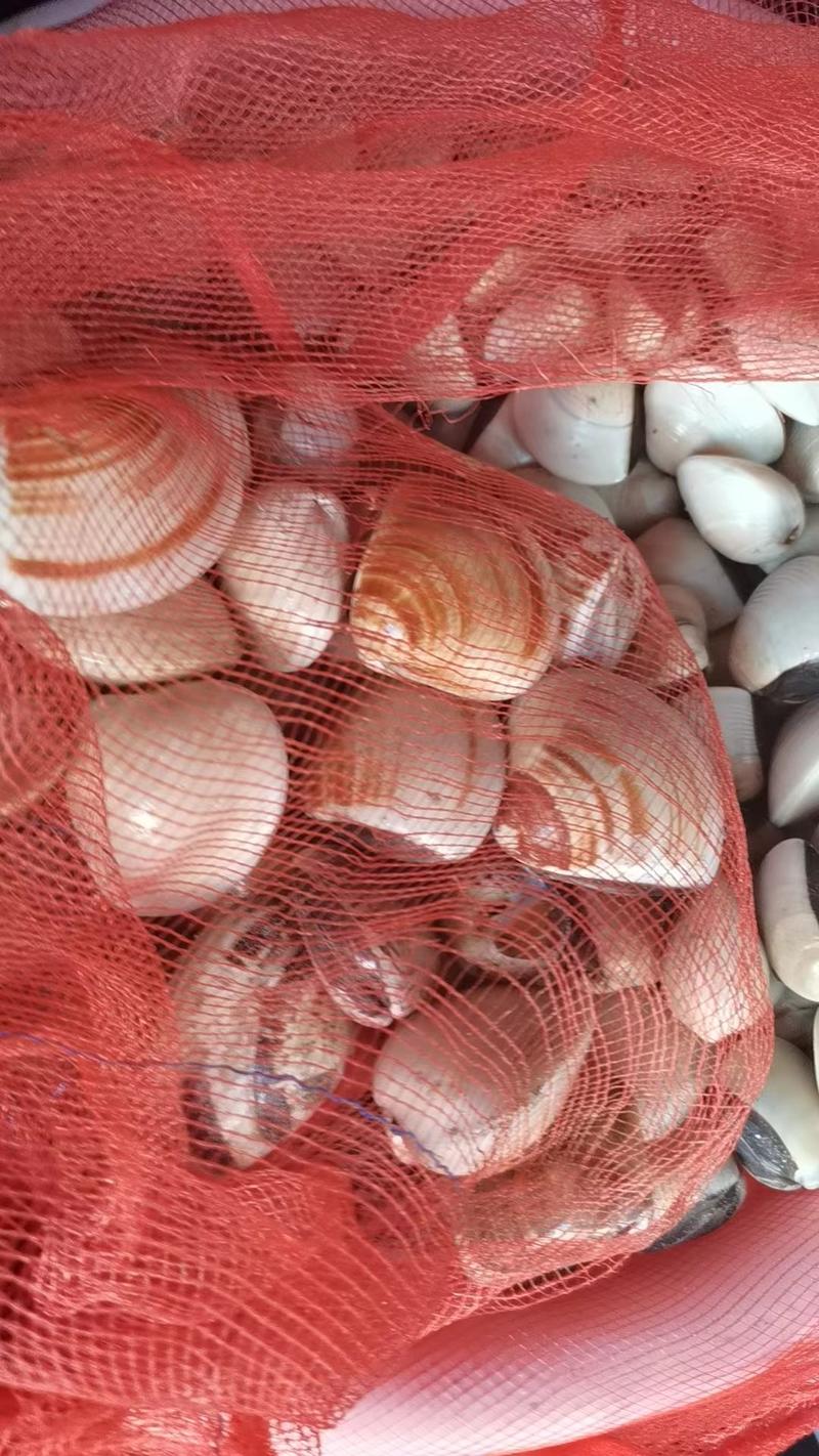 白蚬子批发，海鲜养殖新鲜贝类活体发货价格便宜货源足