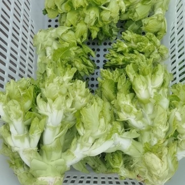 儿菜