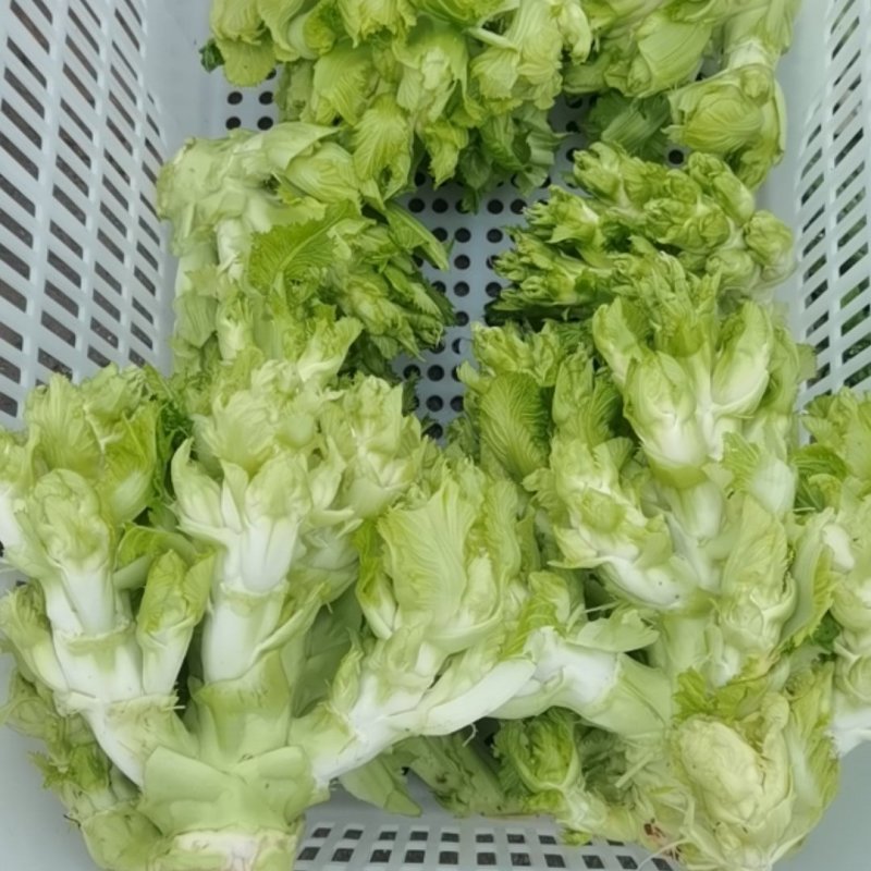 儿菜