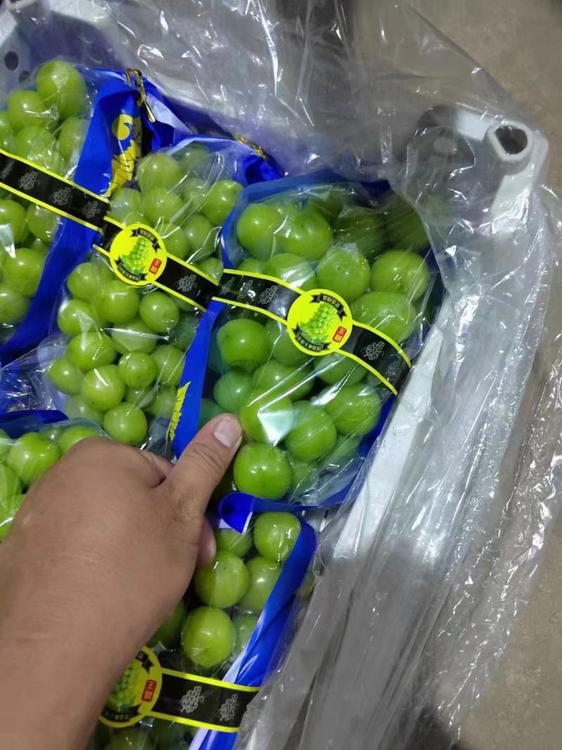葡萄阳光玫瑰河北产地直发保质保量一手货源