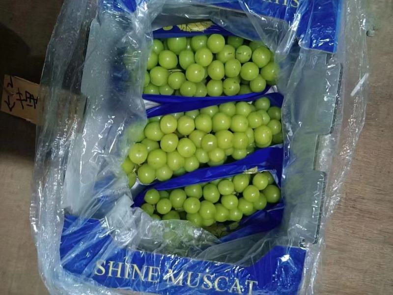 葡萄阳光玫瑰河北产地直发保质保量一手货源