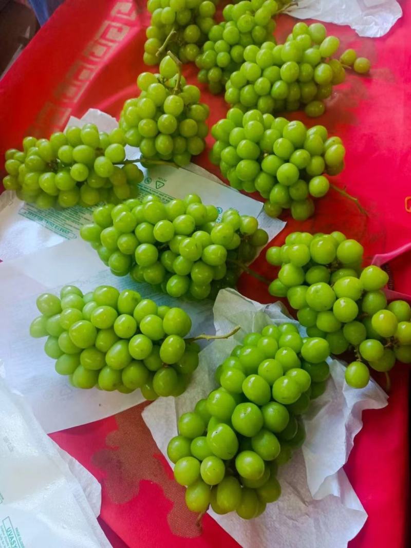 葡萄阳光玫瑰河北产地直发保质保量一手货源