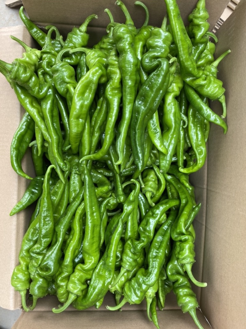 广东省基地直发螺丝椒陇椒薄皮椒大量一手货源