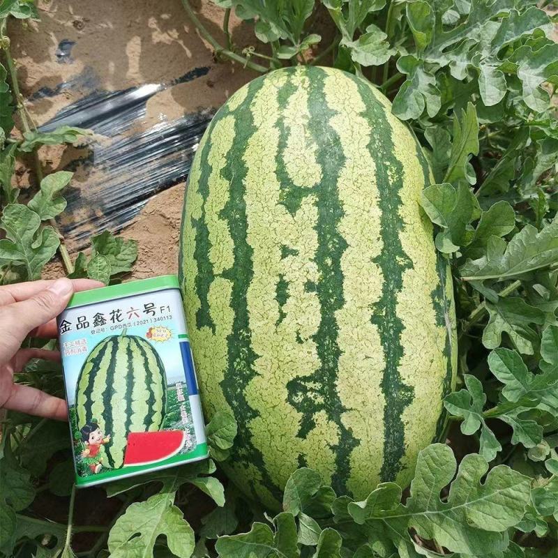 金品鑫花6号正宗西瓜种子双红瓤大果型高产抗病高产耐裂基
