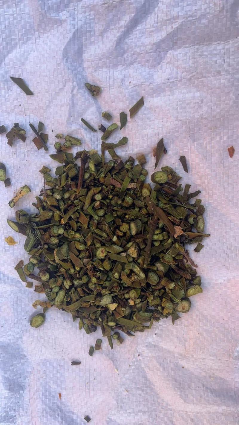 槲寄生500g桑寄生片槲寄生桑上寄生槲木包邮包邮