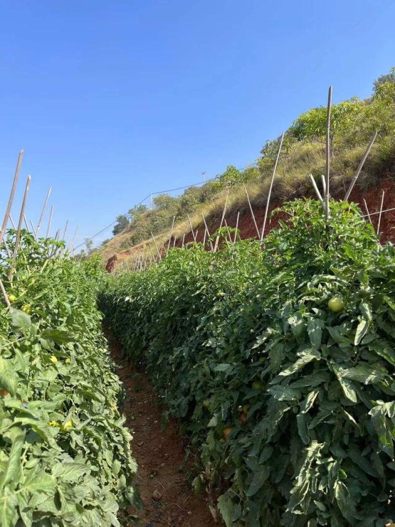 攀枝花露天种植西红柿番茄菜番茄