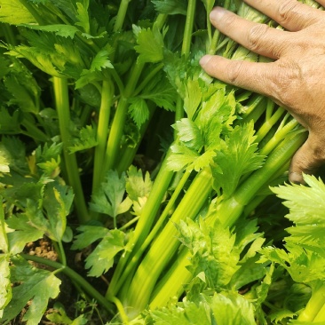 河南商丘夏邑精品西芹大量上市需要联系