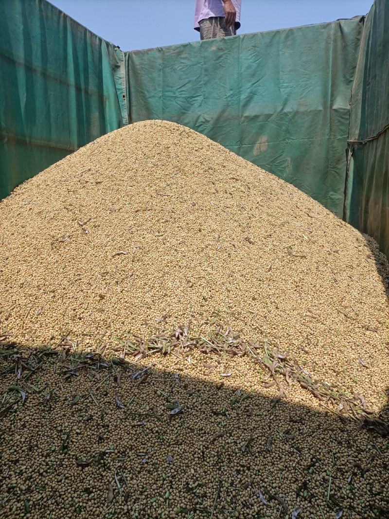 黄豆