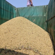 黄豆
