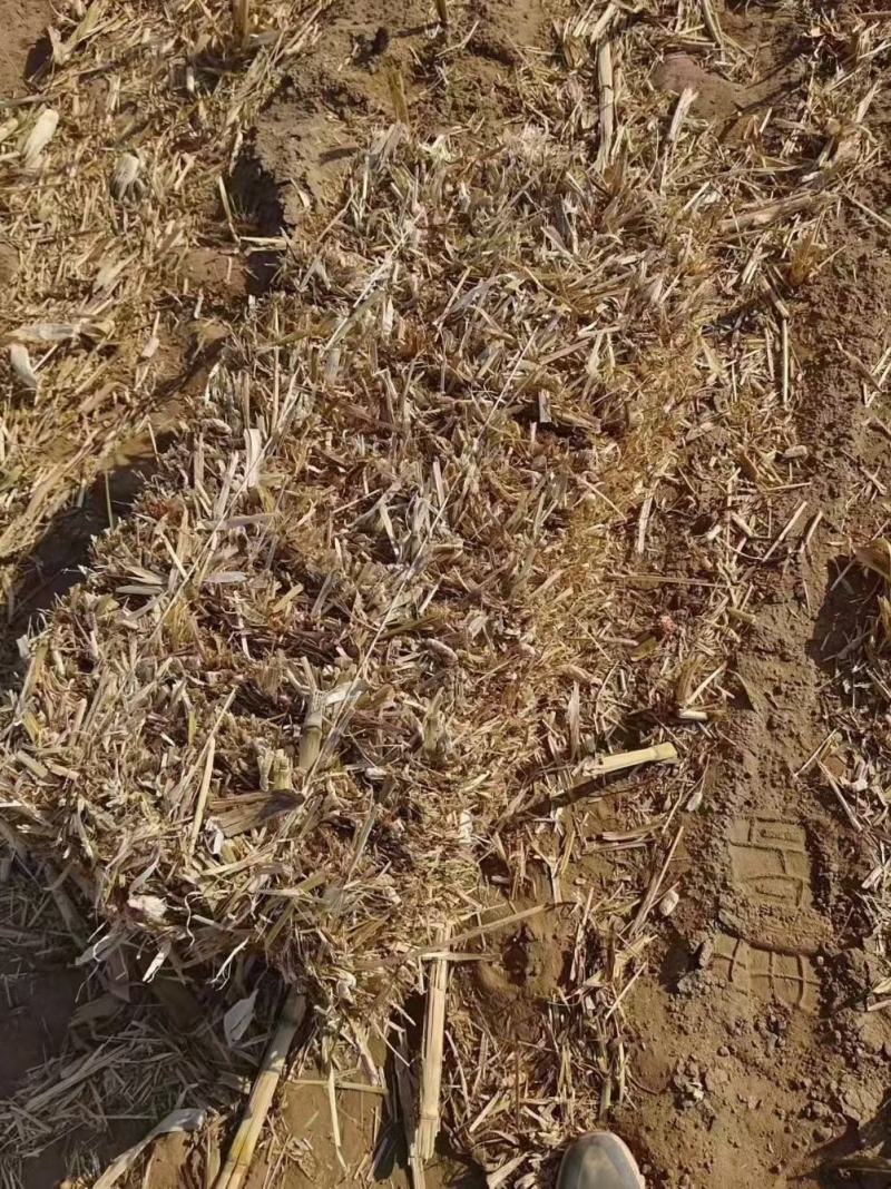 陕北定边玉米草捆大量有货草捆大没沙土没任何杂志