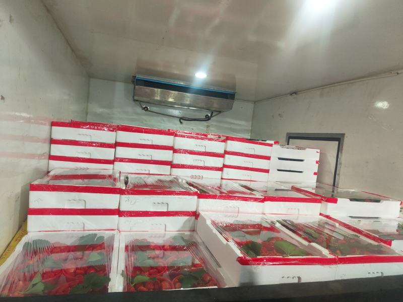 宁玉小果草莓耐运输口感好支持商超电商一件代发