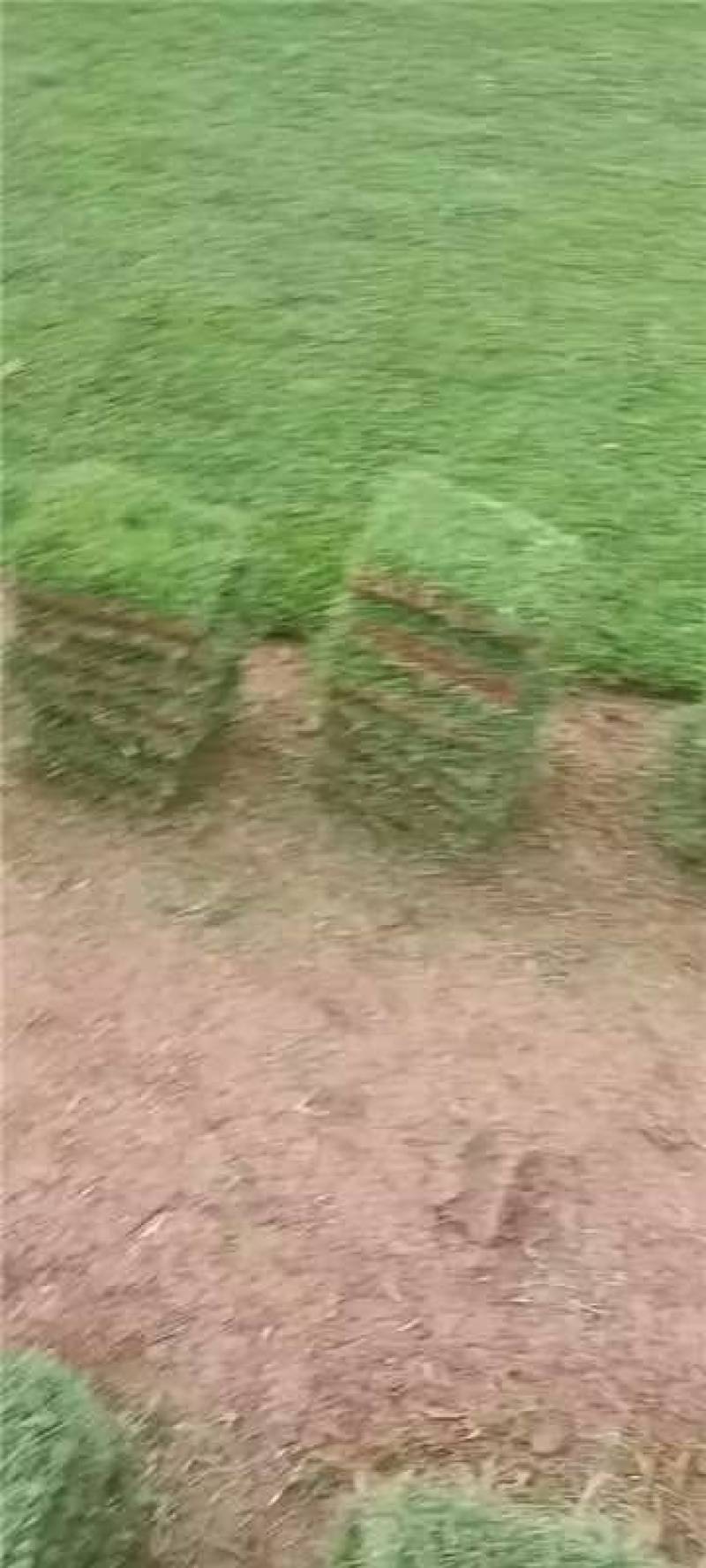 马尼拉草坪种类齐全货源充足量大从优欢迎老板前来选购