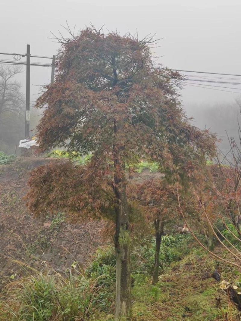 红羽毛枫