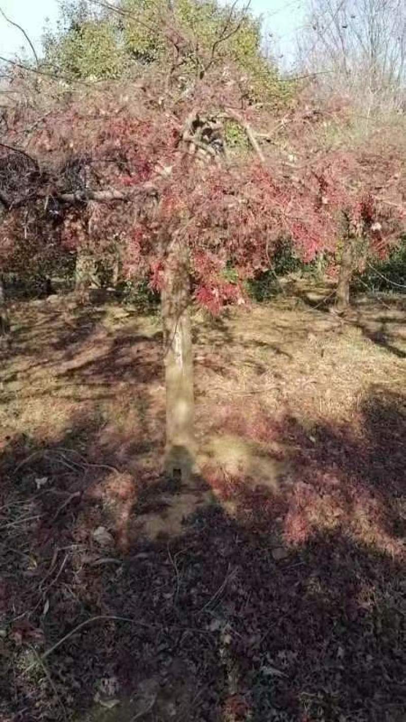 红羽毛枫