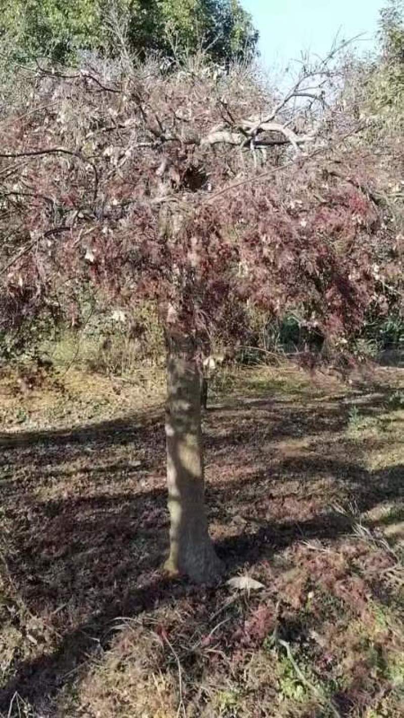 红羽毛枫