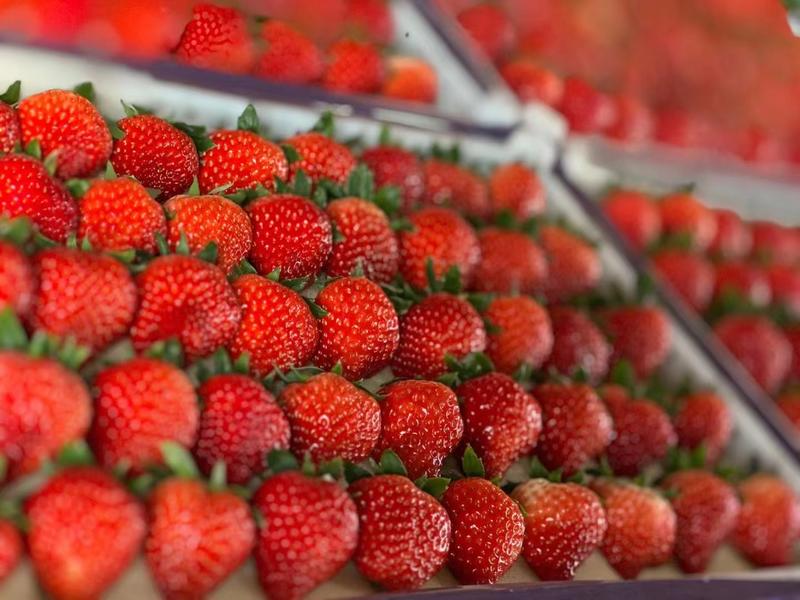 辽宁丹东精品红颜草莓，产地直发，尝鲜价，口感香甜多汁