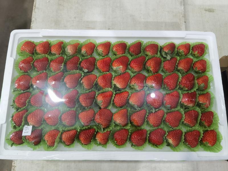 辽宁丹东精品红颜草莓，产地直发，尝鲜价，口感香甜多汁