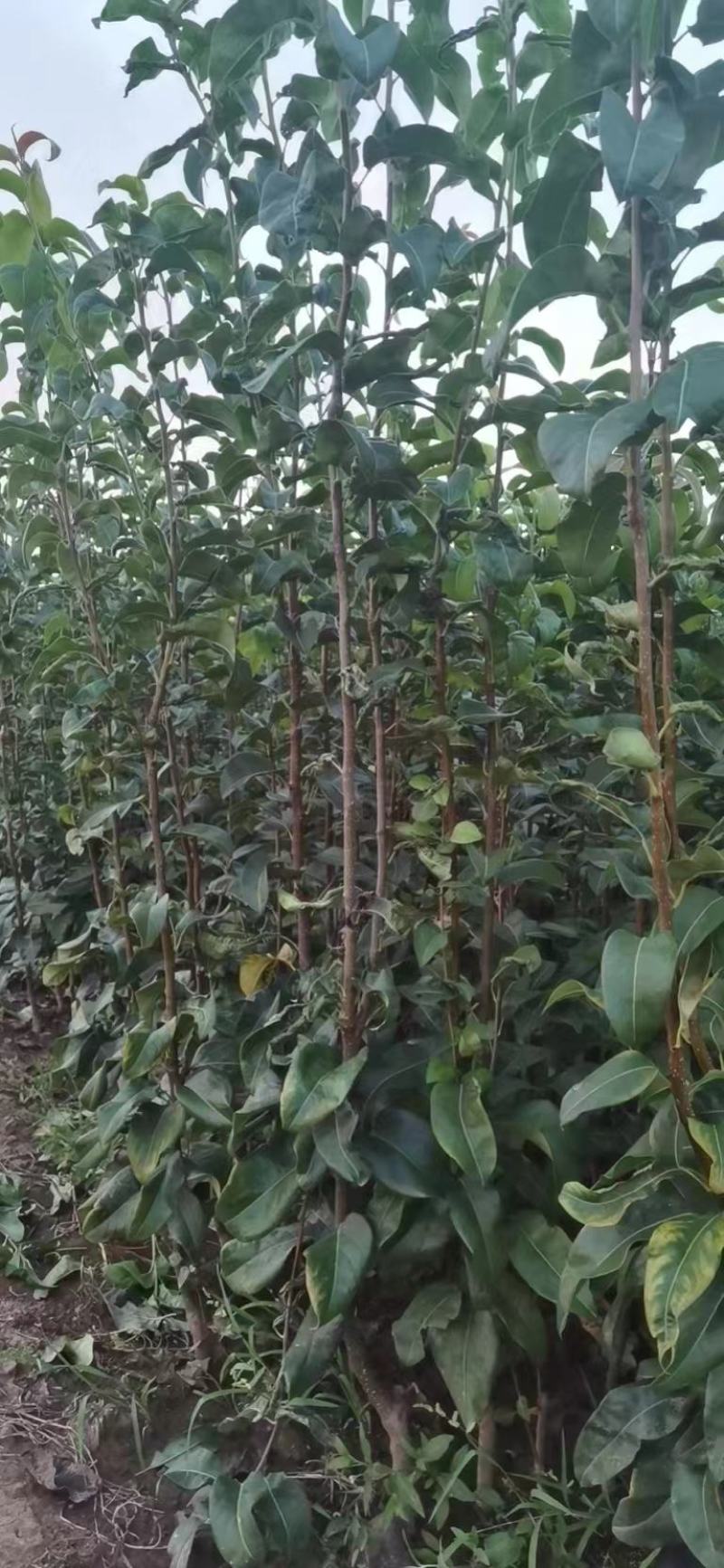 翠冠梨苗