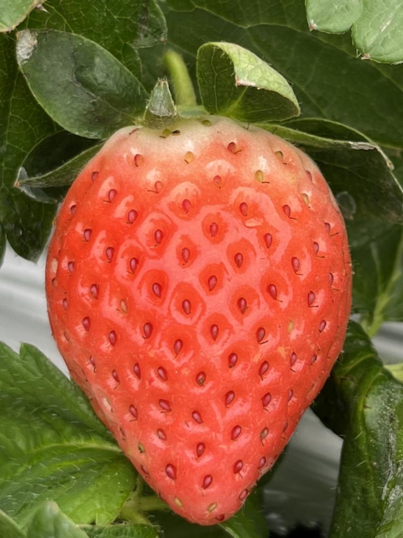 粉玉草莓