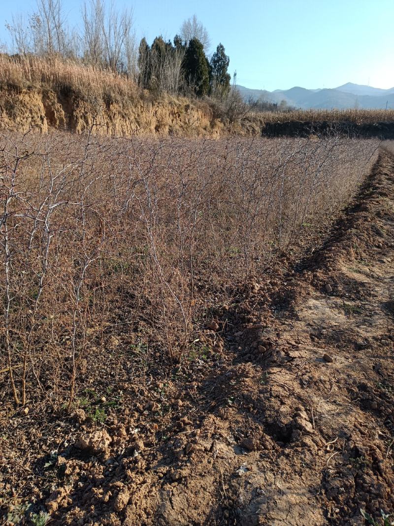 2年药用酸枣苗
