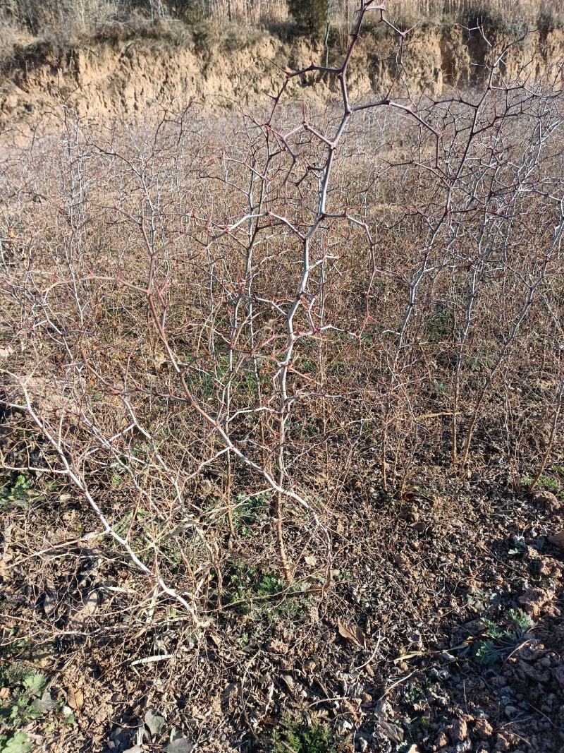 2年药用酸枣苗