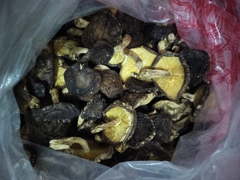 大山上的砖木香菇