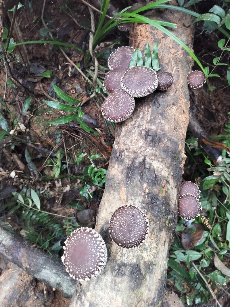 大山上的砖木香菇