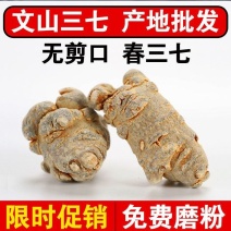 三七头云南文山三七根茎正品无剪口春田七20头30头滑头
