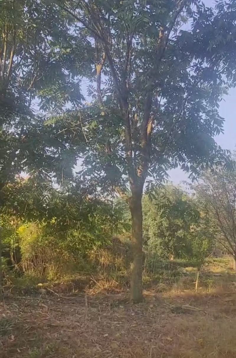 江西无患子货源充足规格齐全价格欢迎来电详谈可视频看货