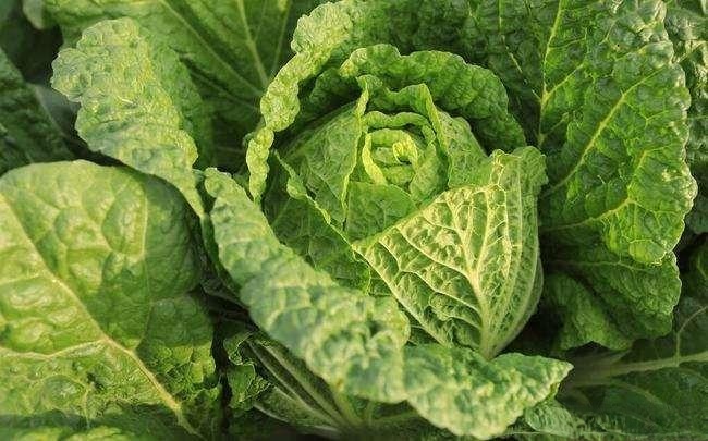 菜花肉芽早期症状:花球异常膨大、组织松软、颜色发白或带黄斑 菜花肉芽早期症状