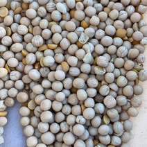 俄罗斯干豌豆品质一手货源产地直发欢迎电联