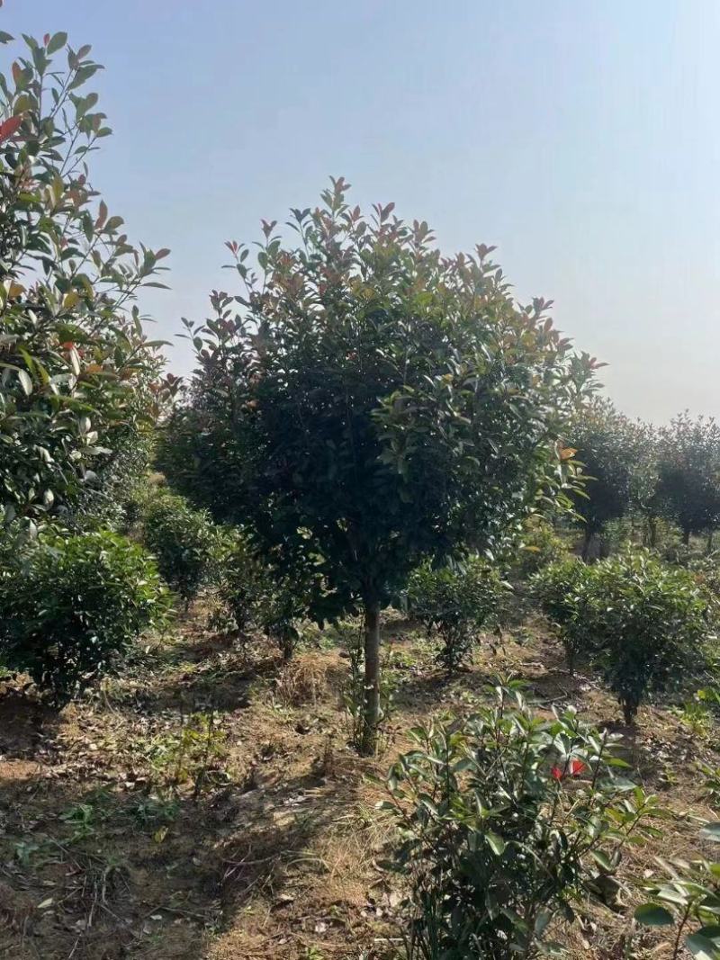 江西红叶石楠规格齐全，量大从优，基地直发，欢迎对接联系