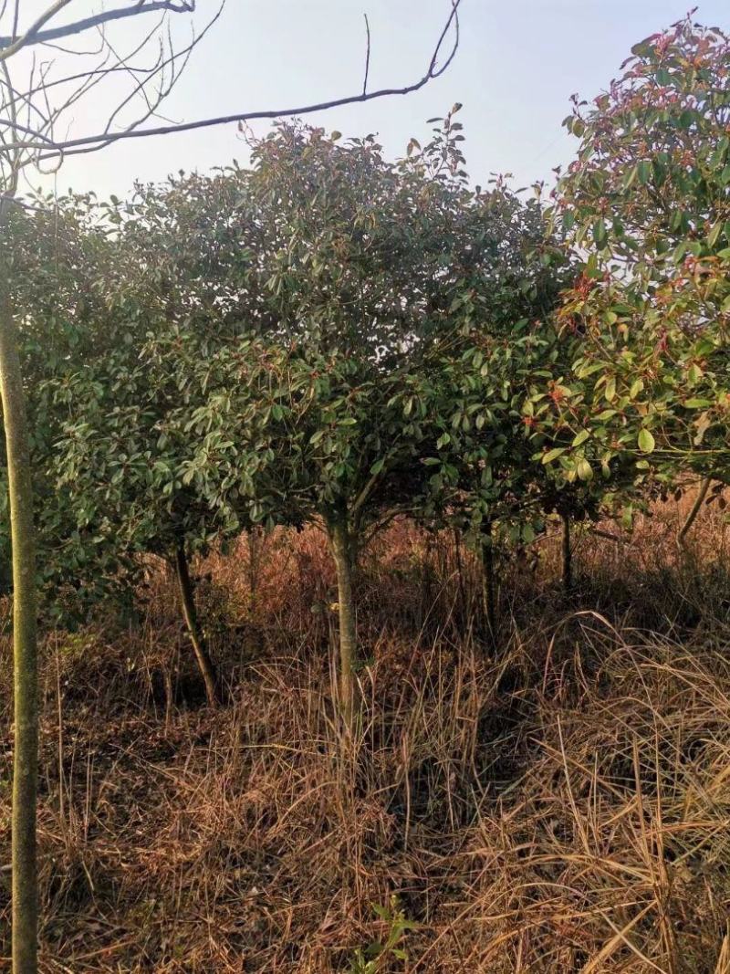 江西红叶石楠规格齐全，量大从优，基地直发，欢迎对接联系