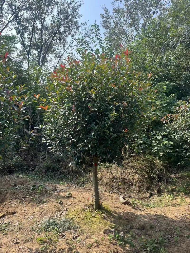 江西红叶石楠规格齐全，量大从优，基地直发，欢迎对接联系