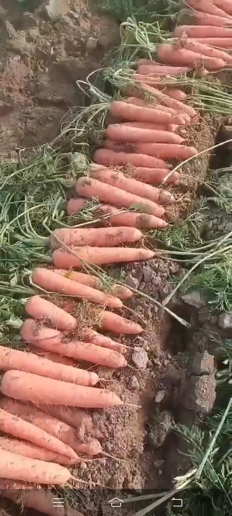 【荐】胡萝卜河南精品胡萝卜产地直供一手货源量大从优