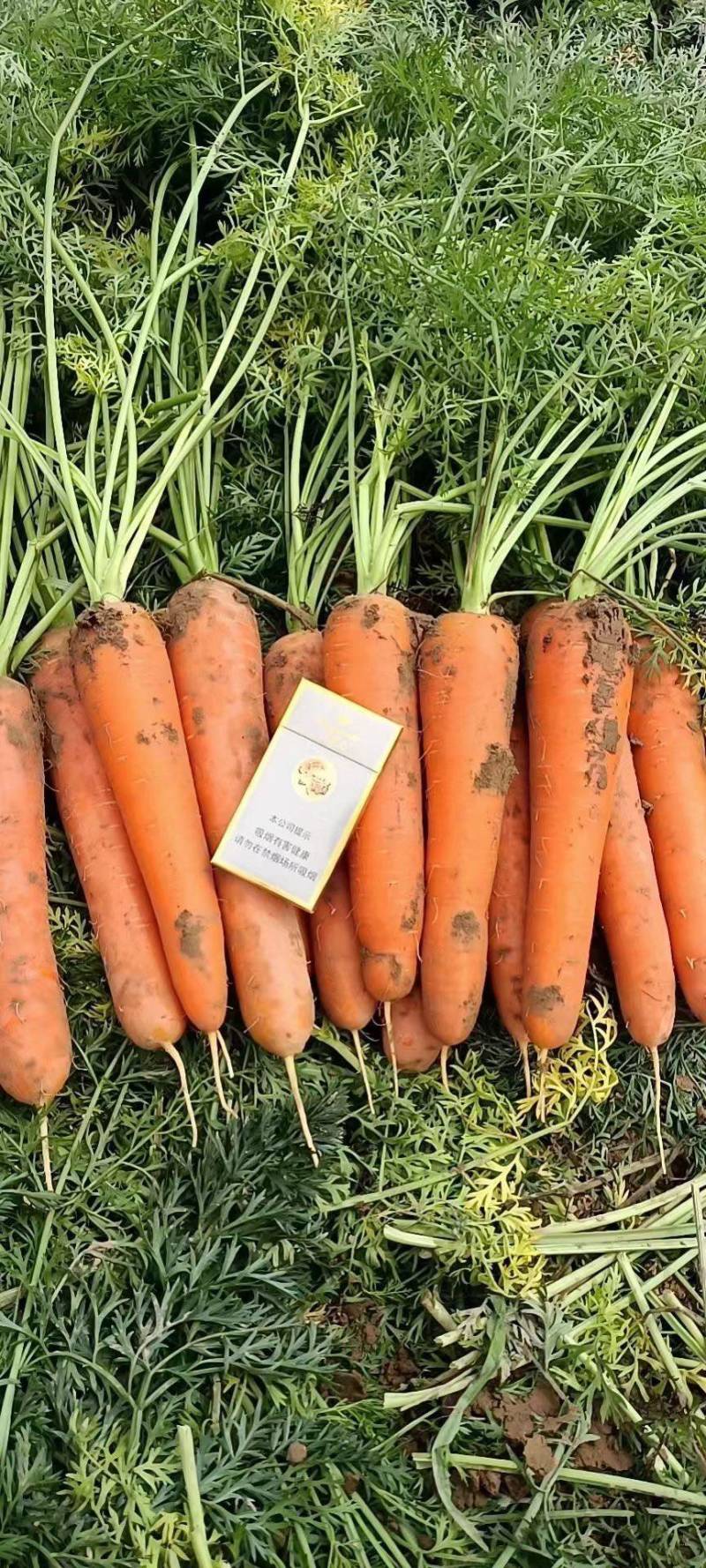 【荐】胡萝卜河南精品胡萝卜产地直供一手货源量大从优