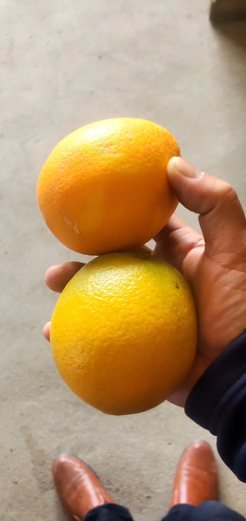 赣南脐橙纽贺尔脐橙赣南早包园预定，量大从优