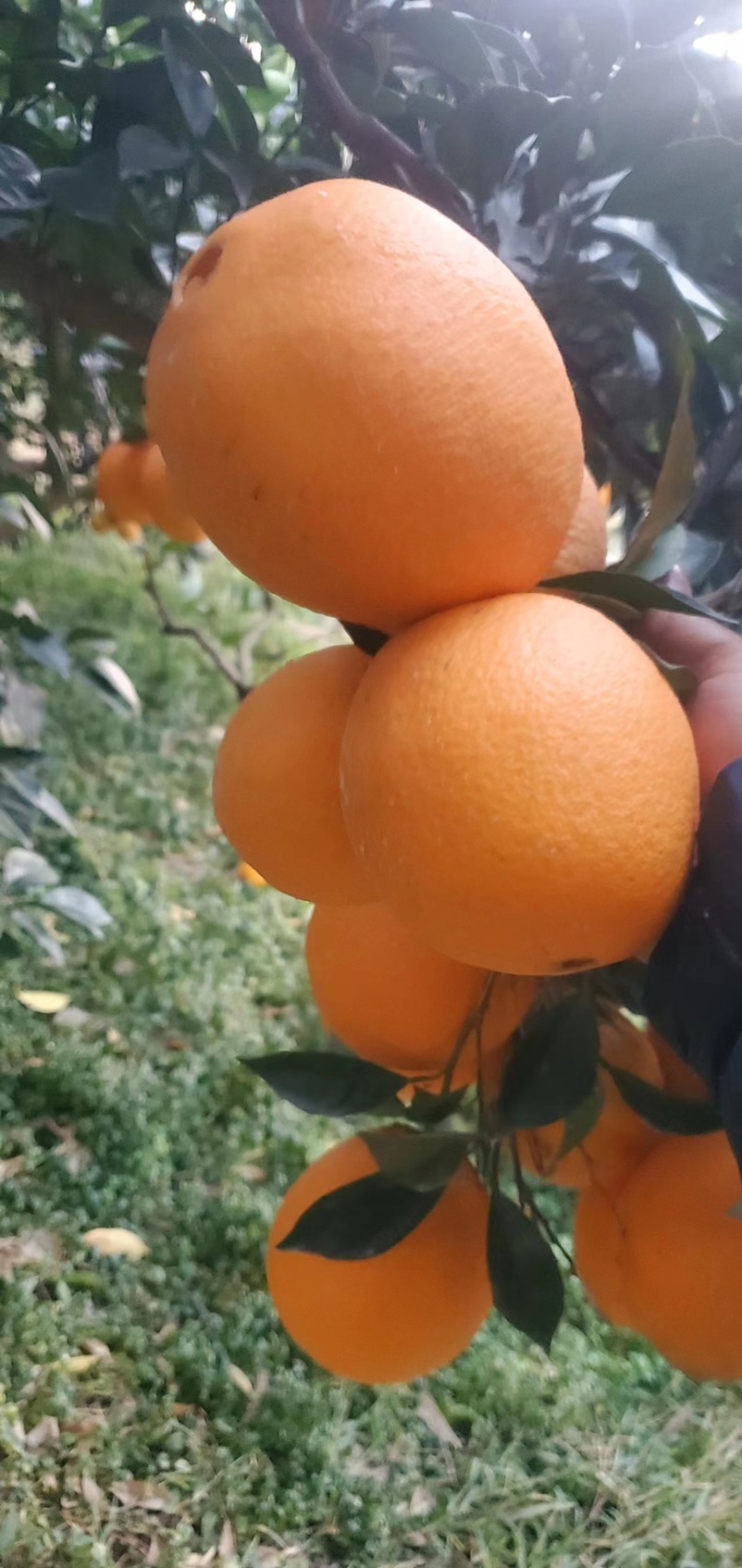 赣南脐橙纽贺尔脐橙赣南早包园预定，量大从优