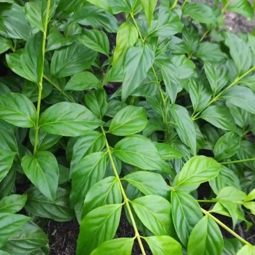 断肠草