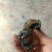 湖北松花蛋，无铅松花蛋，常年供货，欢迎各位老板电话联系~