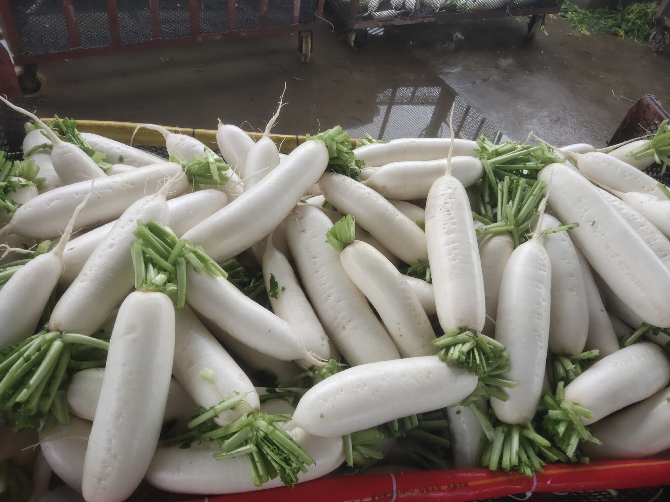 市场摊位上的各类萝卜展示