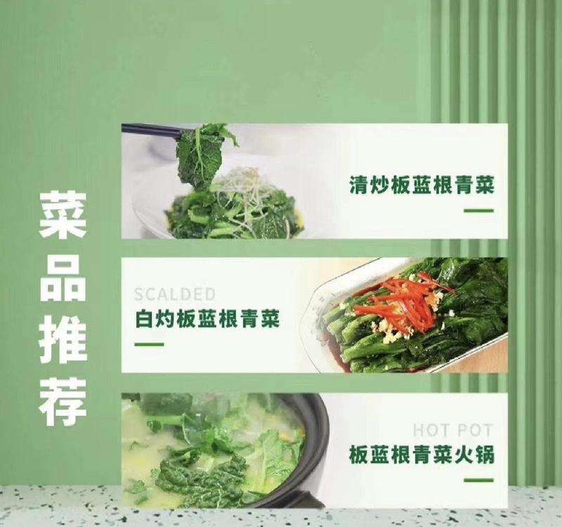江苏优质板蓝根青菜，多维多矿为健康加油大量供应